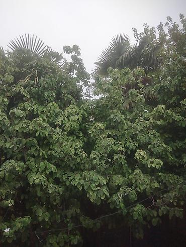 xurma agaci: Satılır: dekorativ palma ağacı (Trachycarpus tipli) Xüsusiyyətlər: - — 2