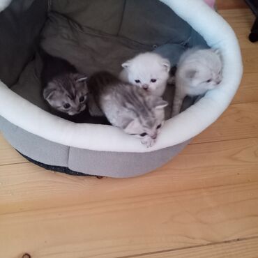 pişiyə verilən adlar: Şotland yastı qulaq