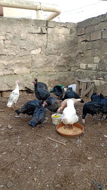 Hinduşka: Salam. olsun. Hamıya hindişka. satlır. lal ördək. satlır. ördəklər -da lalafo.az — 5 Hinduşka: Salam. olsun. Hamıya hindişka. satlır. lal ördək. satlır. ördəklər — 5