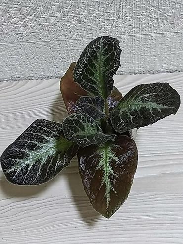 Другие комнатные растения: Эписции 10 сортов. Крупные детки, некоторые с бутонами. Цветут — 7