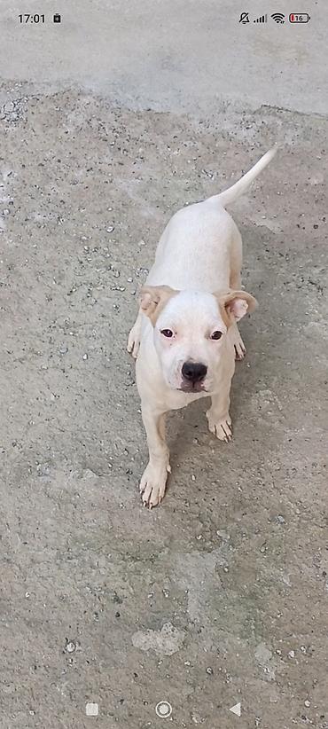 pitbular: Pitbul, 4 ay, Dişi, Ödənişli çatdırılma — 1