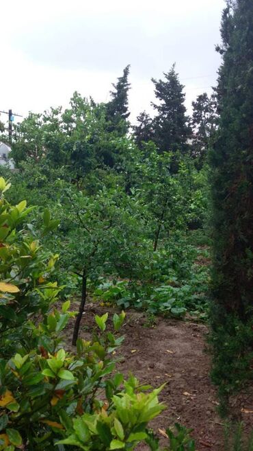 Bağ evlərinin kirayəsi: Bilgəh qəs., 200 kv. m, 4 otaqlı — 16