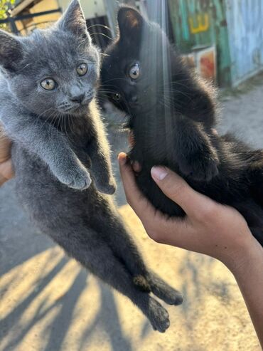 во сколько месяцев кастрировать кота: Котята Страйка 3 месяца, отдам в хорошие руки