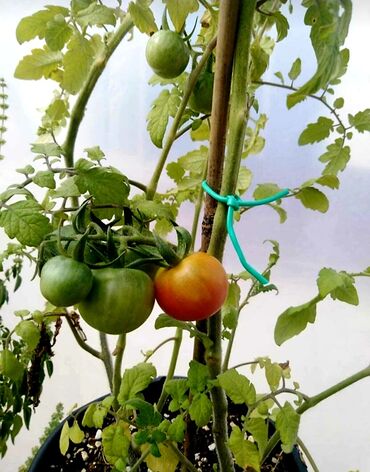 Qayçılar, bıçaqlar: Yeni Bağ qayçısı, Rayonlara çatdırılma, Ödənişli çatdırılma, Ünvandan götürmə — 8