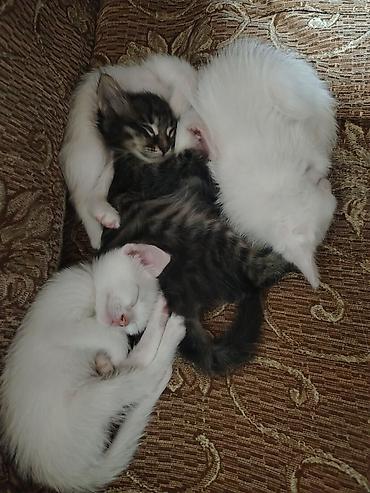 Кошки: Бесплатная доставка — 5