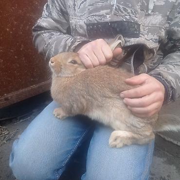 Кролики: Продаю | Крольчата — 1