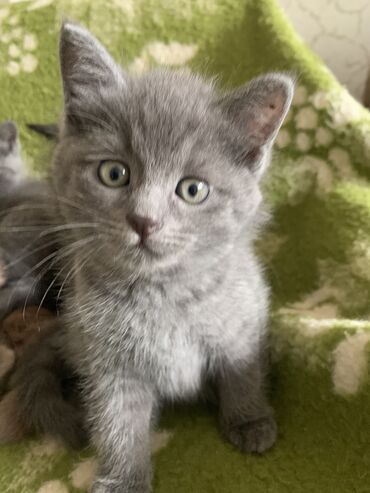 шотландский кот прямоухий: Продается котенок,девочка .Скоттиш Страйт(шотландская прямоухая)