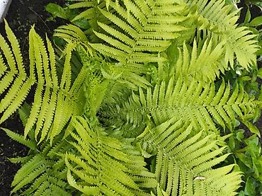 Гортензия: Садовые цветы пионы от 500 сомхосты от 250 и вышепапоротники от — 23