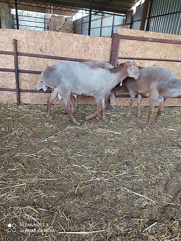 Баран, овца: Продаю | Баран (самец) | Долан, Арашан | Для разведения — 8