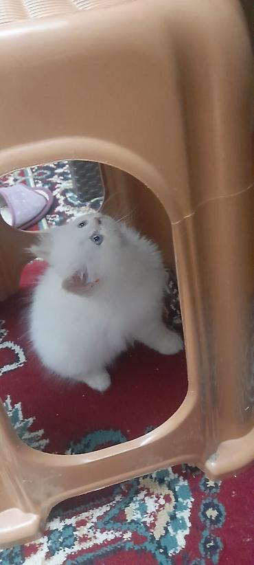 Pişiklər: Britan — 7