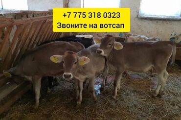 Коровы, быки: Продаю | Корова (самка), Бык (самец), Тёлка | Полукровка, Ангус, Герефорд | На откорм, На забой, Для разведения | Племенные, Осеменитель, Стельные