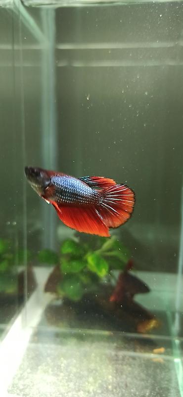 belamor balığı: Betta (Petuşok balığı), Yırtıcı — 6