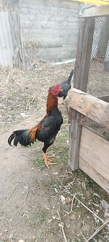 Птицы: ПРОДАЮ!!! ЯЙЦА. ИЗ ПОД ДАКАНА КОРЕЕЦ Из под чемпиона есть данные И — 6