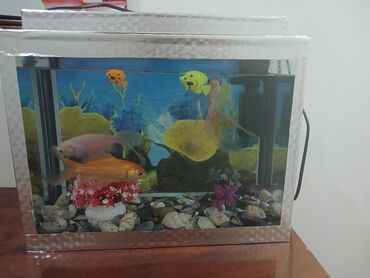 Akvariumlar: Dördbucaq akvarium, Balıqlarla birlikdə, 30 l, Ünvandan götürmə