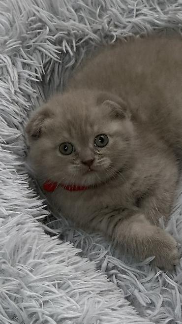 Продажа кошек: Шотландский чистокровный вислоухий котёнок (Scottish Fold),девочка — 3