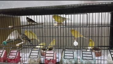 Erkək və maya bülbüllər tamsağlam və akdiv quşlardı cüte hazırdılar