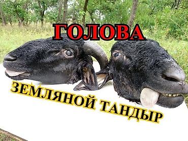 мясо с доставкой бишкек: Голова +ножки +внутренний комплект барана для приготовления продаю — 2