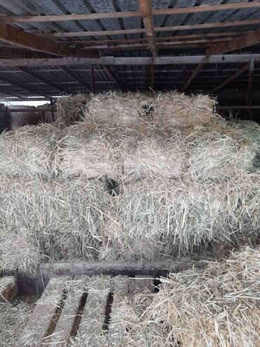 keto genetic цена: Продаю тюки сено с камышами в перемешку.около 40 штук. В селе