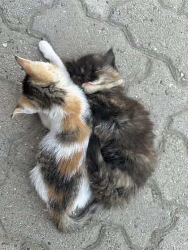 сколько стоит сибирская кошка котенок: Кошка даром: Беспородная, 3 месяца, Девочка, Приучена к лотку