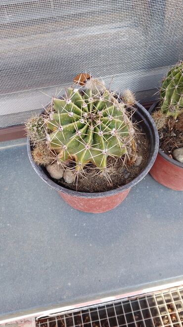 Kaktus: Kaktusi – više vrsta (Opuntia i Mammillaria) - Opuntia (indijske — 13