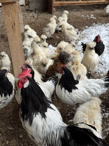 на ферме есть куры козлы и коровы: Сатам | Короздор, Тооктор