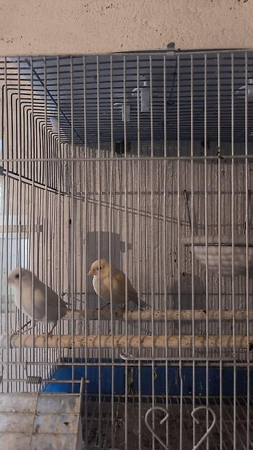 купить несушек: Продается пара канареек, самка мозаика самец белый — 1