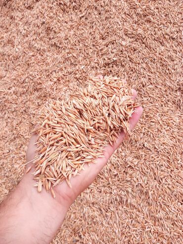 Продукты питания: Təmiz toxumdu istəyən zəng vursun 7 ton var at lalafo.az Продукты питания: Təmiz toxumdu istəyən zəng vursun 7 ton var