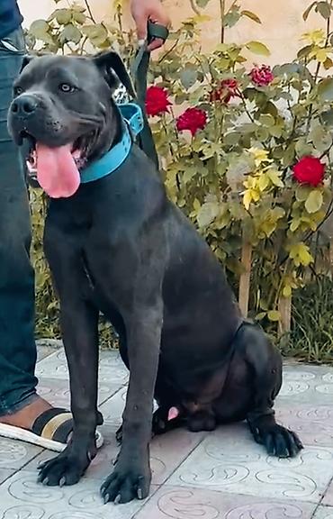 fantom dermani: Kane-Korso, 9 ay, Erkək, Ödənişli çatdırılma — 2
