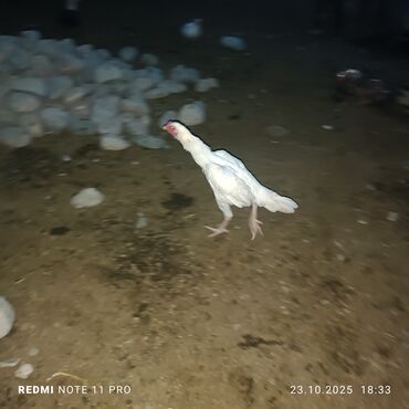 сколько стоит порода собаки доберман: Сатам | Короздор | Тебиштирүүчү, Дакан | Көбөйтүү үчүн, Тебиштирүү үчүн