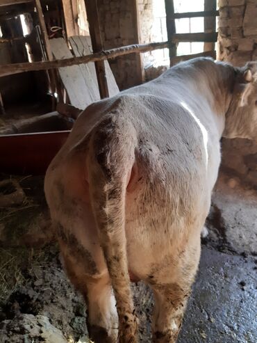 золотистый ротвейлер: Сатам | Бука (эркек) | Шароле | Бордоп семиртүү үчүн | Байланган