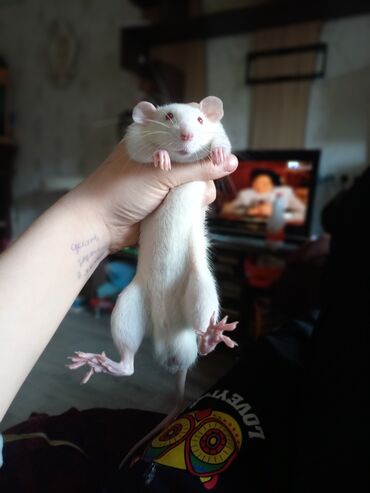 крысы белые: Отдам мальчика крысу в добрые руки ему 5 месяцев
