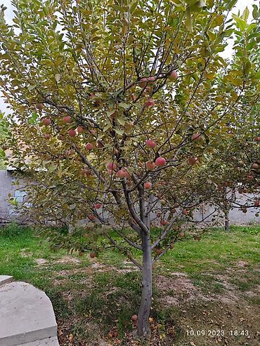 Продажа коттеджей и домов: Продам частный дом! Район: Начало ул. Шералиева Ул. Бишкек-125 — 26