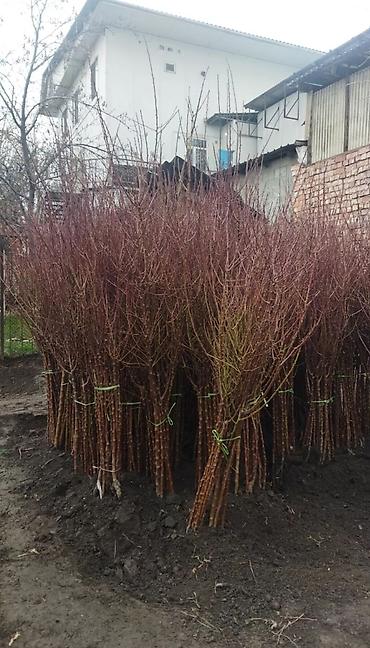 Виноград: Саженцы оптом и в розницу г.Бишкек доставка по городу Все виды — 3