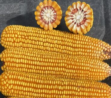 Овощи: Кукуруза Оптом, Платная доставка