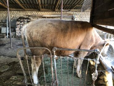 Коровы, быки: Продаю | Бык (самец) | Полукровка