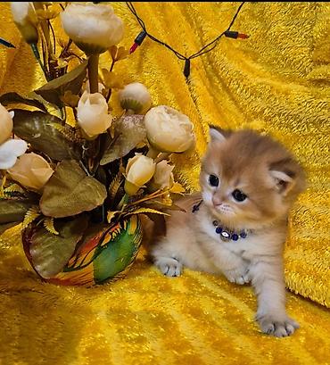 Pişiklər: Qızıl şinşilla, Erkək, Dişi — 2