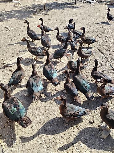 ağ toyuq: Muscovy (hinduşka) ördəkləri – iri ətlik istiqamət - Rəng: əsasən tünd — 1