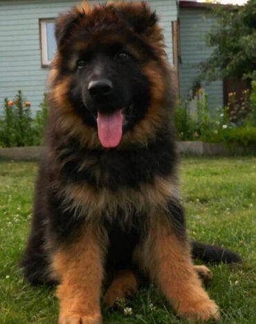 İtlər: Alman çoban iti, 2 ay, Erkek, Sənədli, Pulsuz çatdırılma — 4