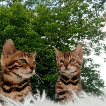 Mačke: Registrovana odgajivacnica MMaestro_bengal vam predstavlja dva — 6