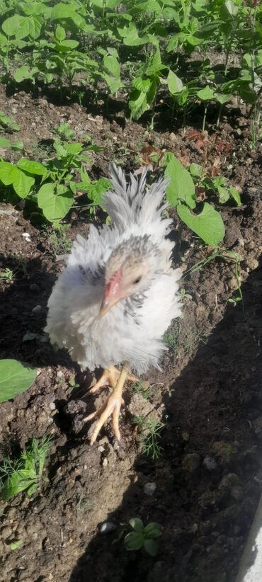 kənt cücəsi: 2aylıq cücələr 35 ədəd həyət cücəsi.tam aktif.
ünvan binəqədi