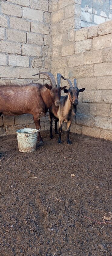 keci sudluk: Alpin keçi satılır 2 aylıq boğazında son qiymət 400 azn