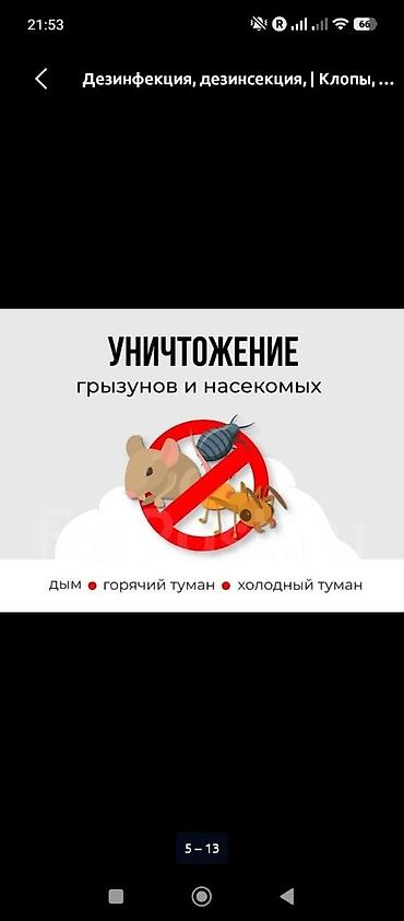 мадагаскарские тараканы: Дезинфекция, дезинсекция, | Клопы, | Квартиры — 5