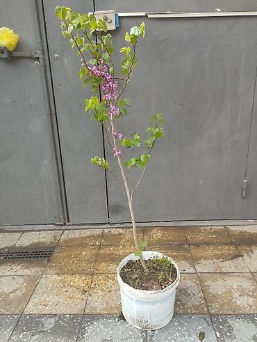 sitili: Церцис Ağacı satılır boyu hardasa 1,5 Metrdir ünvan Bakıxanov (Razin) — 3