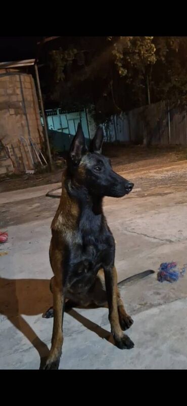 İtlər: Belçika çoban iti, Dişi, Peyvəndli — 3