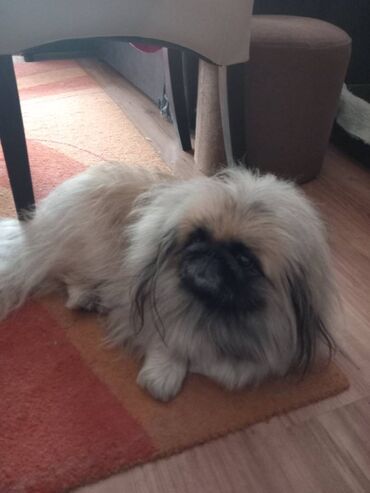 Psi: Pekinezeri, pravi, izuzetno poreklo, rodovnik, knjižice, vakcine na lalafo.rs — 19 Psi: Pekinezeri, pravi, izuzetno poreklo, rodovnik, knjižice, vakcine — 19