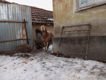 разведение животных: Продаю | Ягненок | Арашан | Для разведения