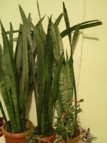 Другие комнатные растения: Сансевьеравысота 1м + цена за 1 горшок с цветком 850с, номер