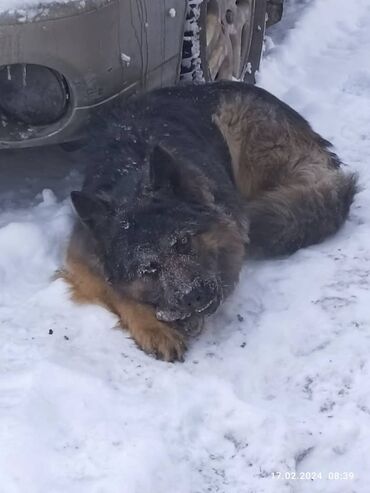 купить бельгийскую овчарку малинуа: Овчарка, 2 года, Самец, С прививкой