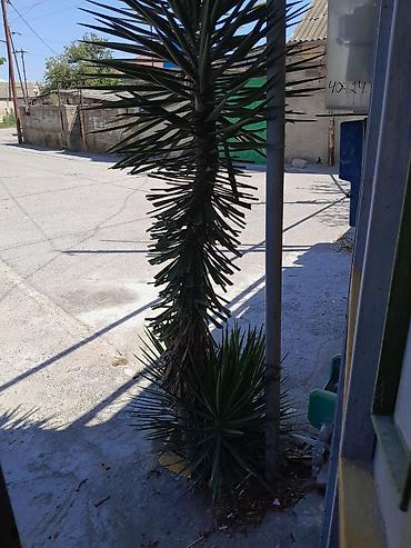 ciledagi bitkisi: Yucca ağacı (dekorativ, açıq məkan üçün) - Növ: Yucca (sərt, nizəvari — 1