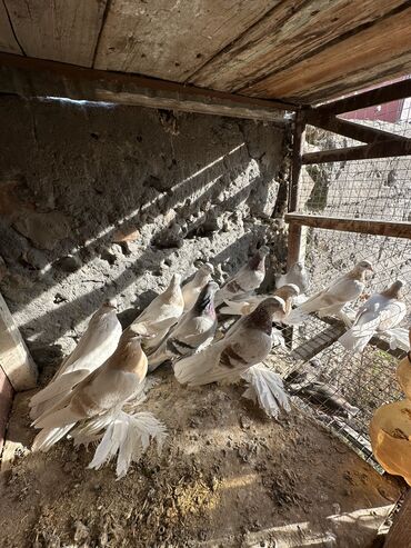 Птицы: Продаю голубей!!!! На фото представлены голуби разных пород. Цены на — 41